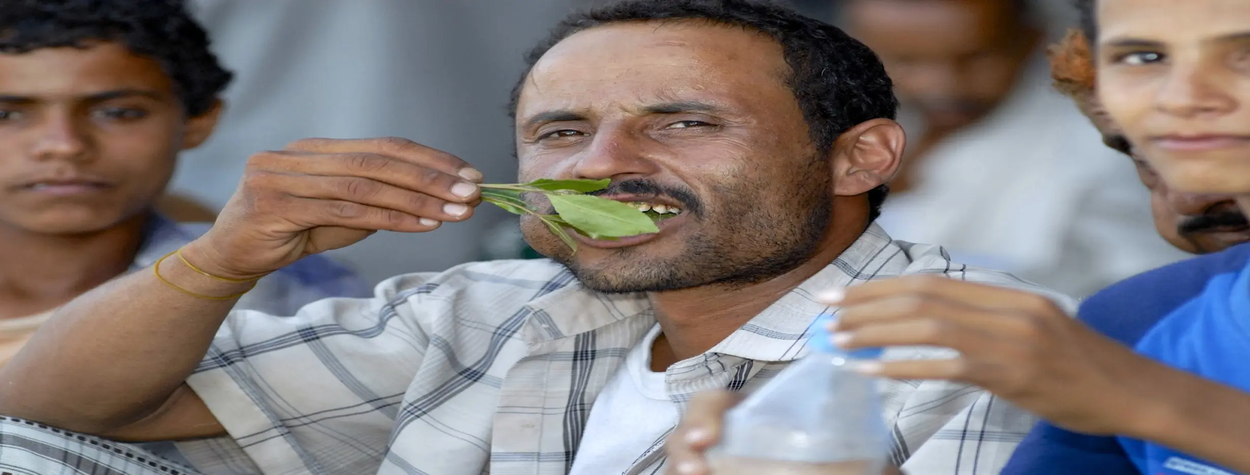 Image for Qat Chewing